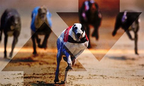 Greyhound Betting & Greyhound Racing Odds » Betfair™ .